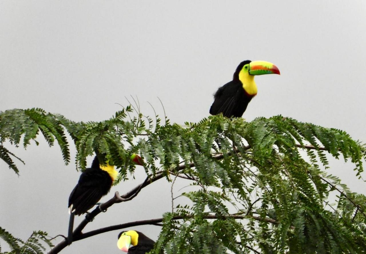 The Valley Tayrona Hostel- A Social Jungle Hostel Ел Заино Екстериор снимка