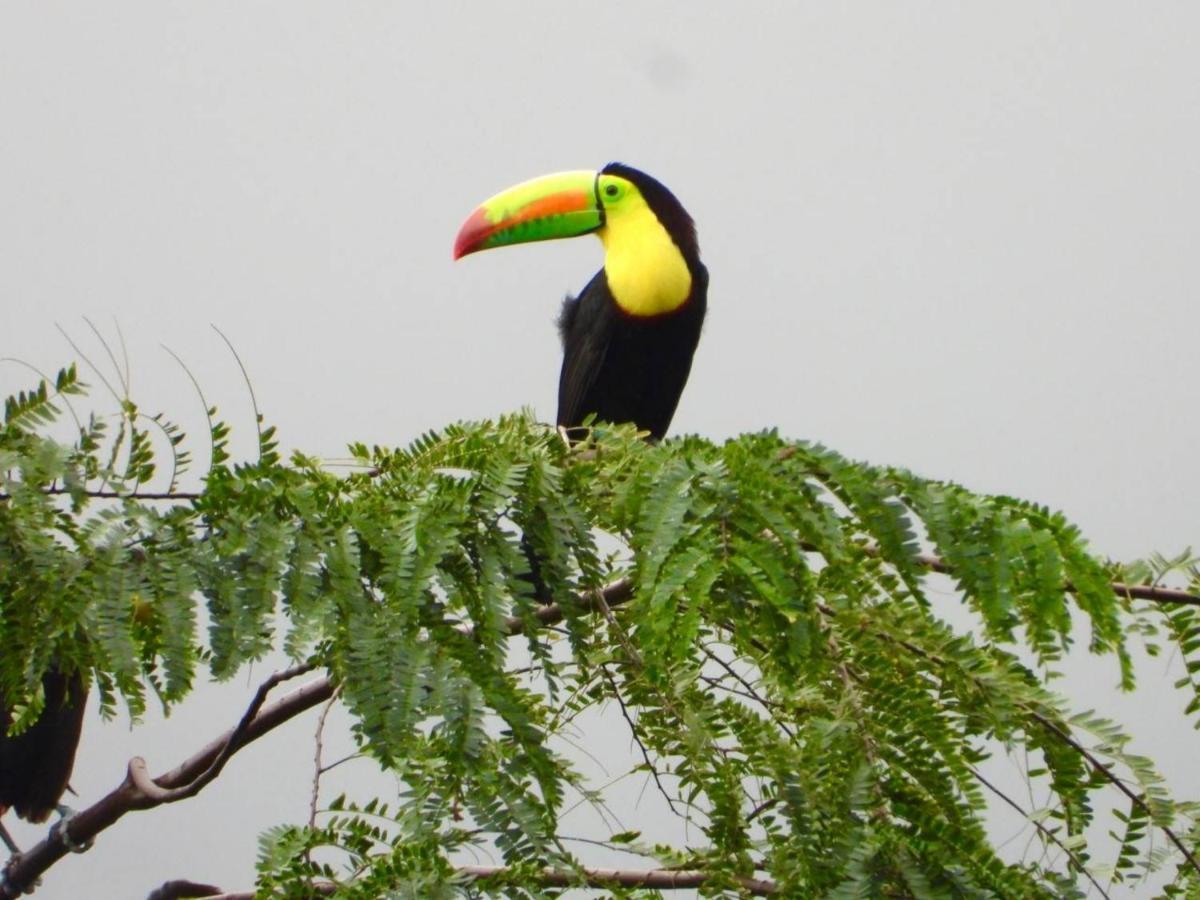 The Valley Tayrona Hostel- A Social Jungle Hostel Ел Заино Екстериор снимка