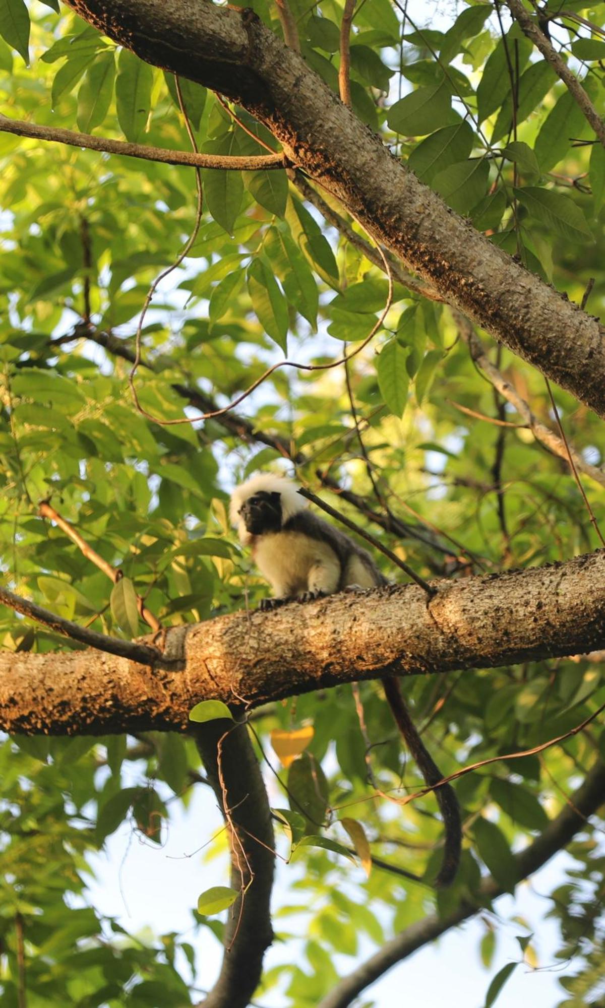 The Valley Tayrona Hostel- A Social Jungle Hostel Ел Заино Екстериор снимка