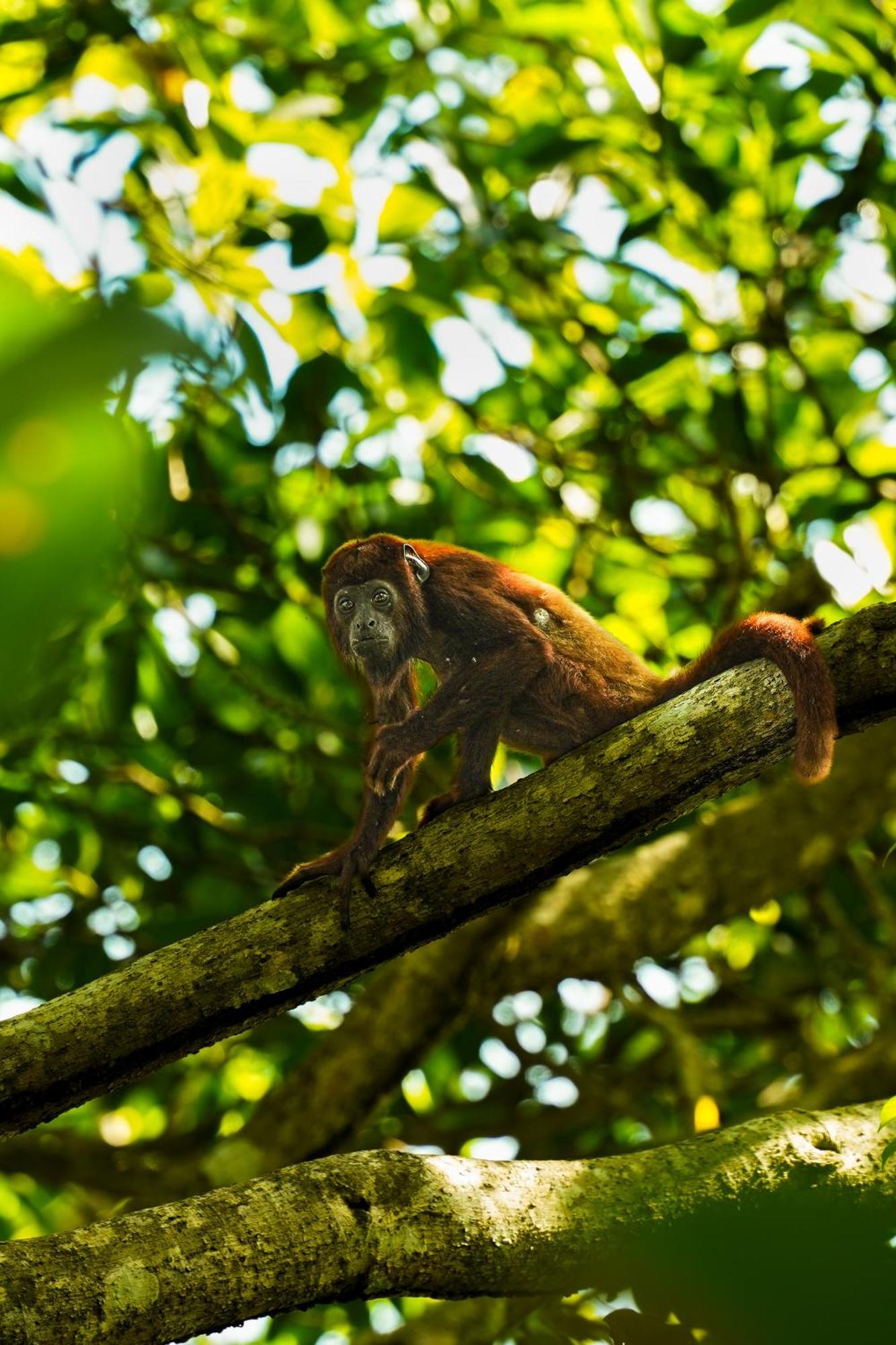 The Valley Tayrona Hostel- A Social Jungle Hostel Ел Заино Екстериор снимка